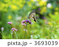 アゲハ蝶