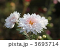 菊の花