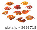 落葉　桜葉