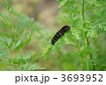 人参の葉に黄揚羽の幼虫が・・・　目立ちます。