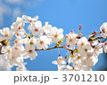 春桜のイメージ。
