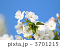 春桜のイメージ。