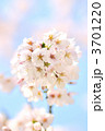 春桜のイメージ。