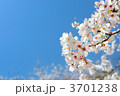 春桜のイメージ。