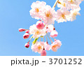 春桜のイメージ。