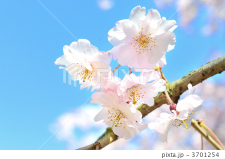 春桜のイメージ。