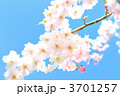 春桜のイメージ。