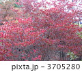紅葉したドウダンツツジ 紅葉したドウダンツツジ
