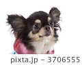 チワワ