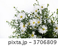 菊