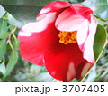 斑入り（ツバキ）