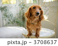ミニチュアダックス