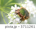 コアオハナムグリ