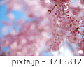 しだれ桜