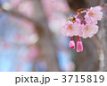 しだれ桜