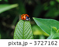 ナナホシテントウ