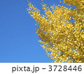 イチョウと青空