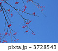 ナナカマドと青空