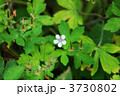 ゲンノショウコ