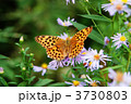 ミドリヒョウモン