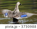 羽ばたくカルガモ