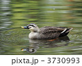 水面のカルガモ
