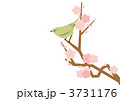鶯と梅の花