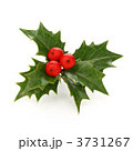 クリスマスホーリー