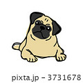 パグ