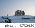 丘の上の唐松林
