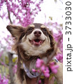 花と笑顔の犬