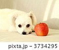 ソファーの小犬と林檎