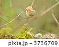 3736709