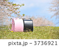桜入学