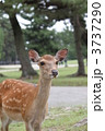 奈良公園の鹿