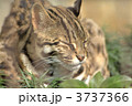 3737366
