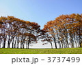 11月大木　ケヤキ・ニレ科124紅葉