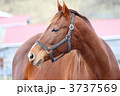 サラブレッド