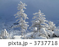 陽射しをうける樹氷の松