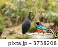ツキノワテリムク