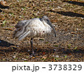 3738329