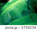 バナナの葉と水滴