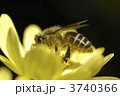 花とハチ