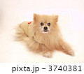 犬（ポメラニアン）