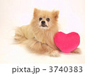 犬（ポメラニアン）