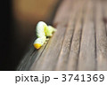 尺取虫