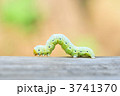 尺取虫