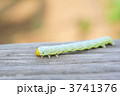尺取虫