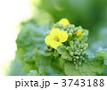 菜の花