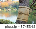六義園の松の木のしめ縄飾りと湖面に映える景観